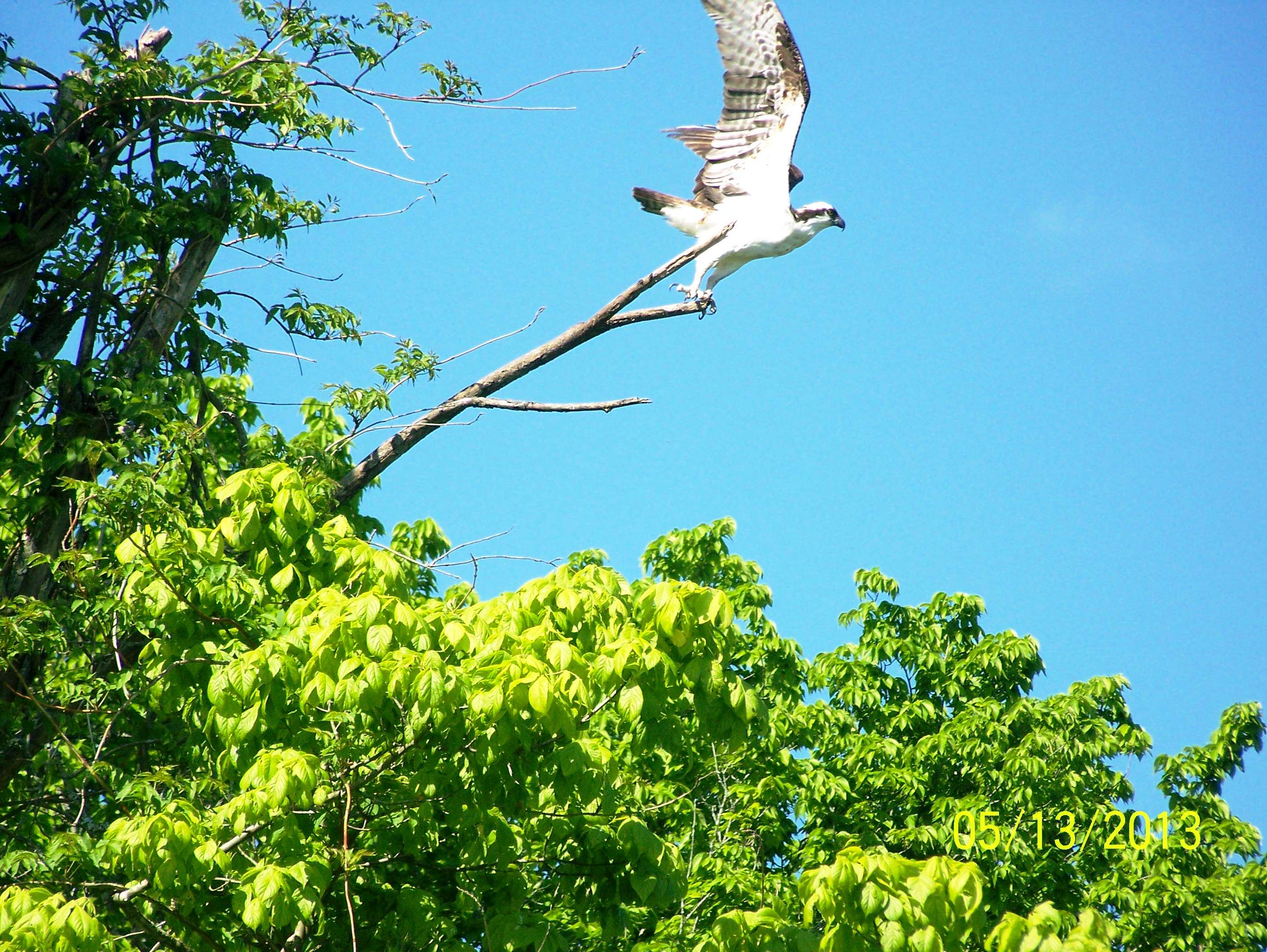 American Woodcock and Birds of Prey nature walk– Freels Bend