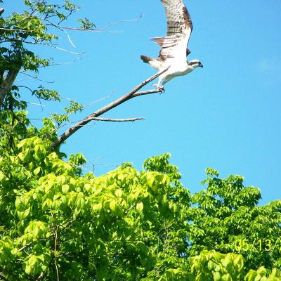 American Woodcock and Birds of Prey nature walk– Freels Bend